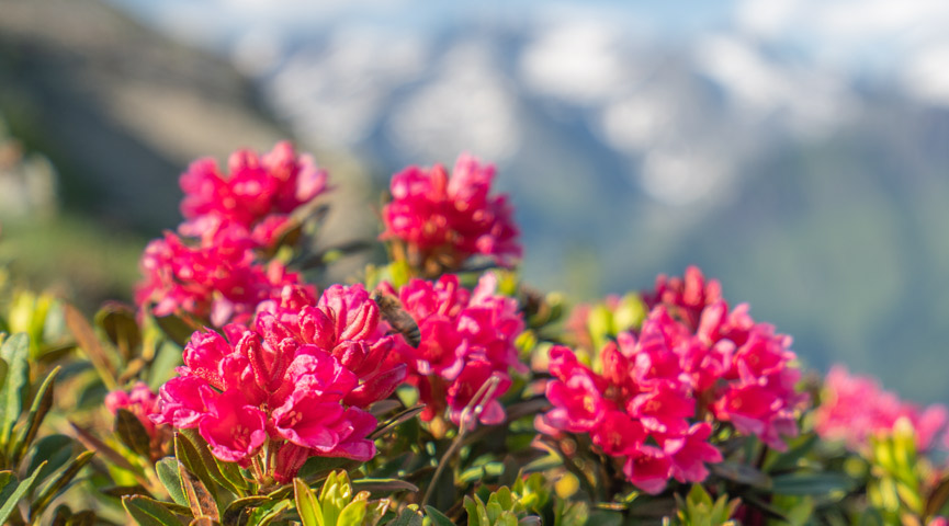 Frühsommer in Südtirol